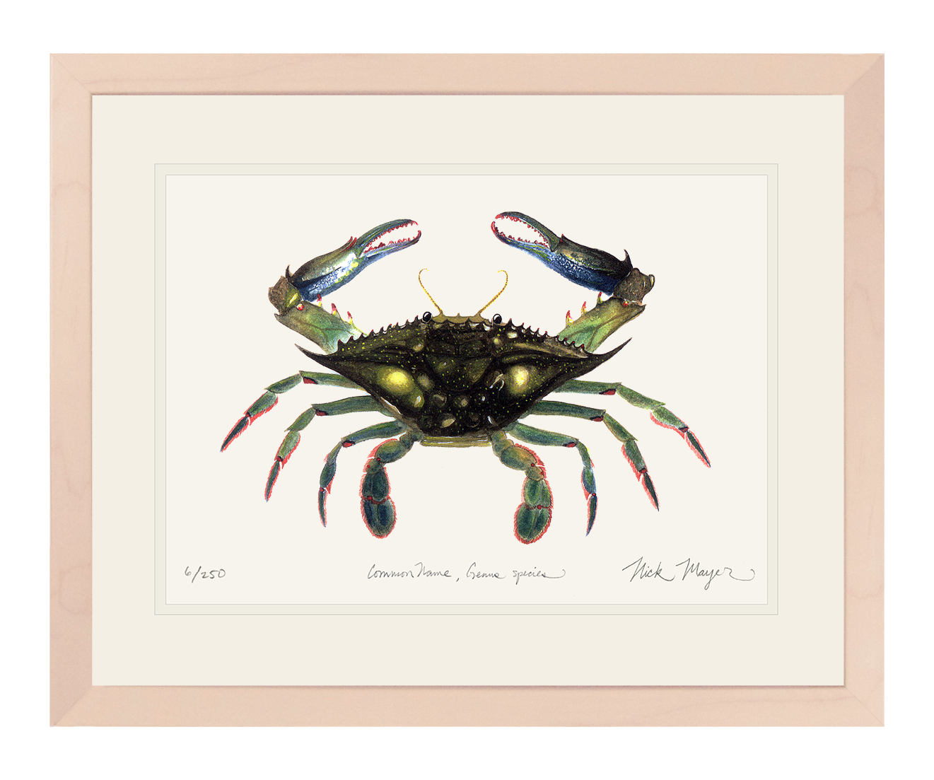 Blue Crab, Claws In Limited Edition Print