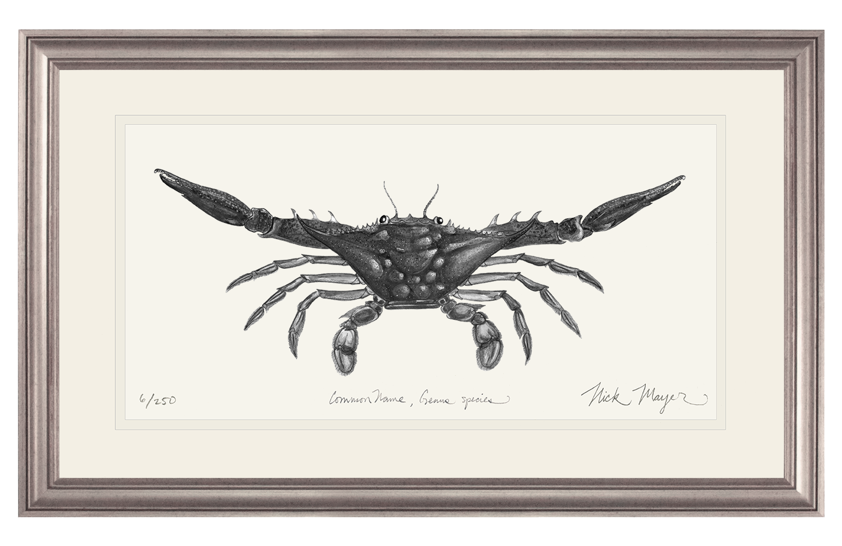 Blue Crab, Claws Out Limited Edition Print (B&W)