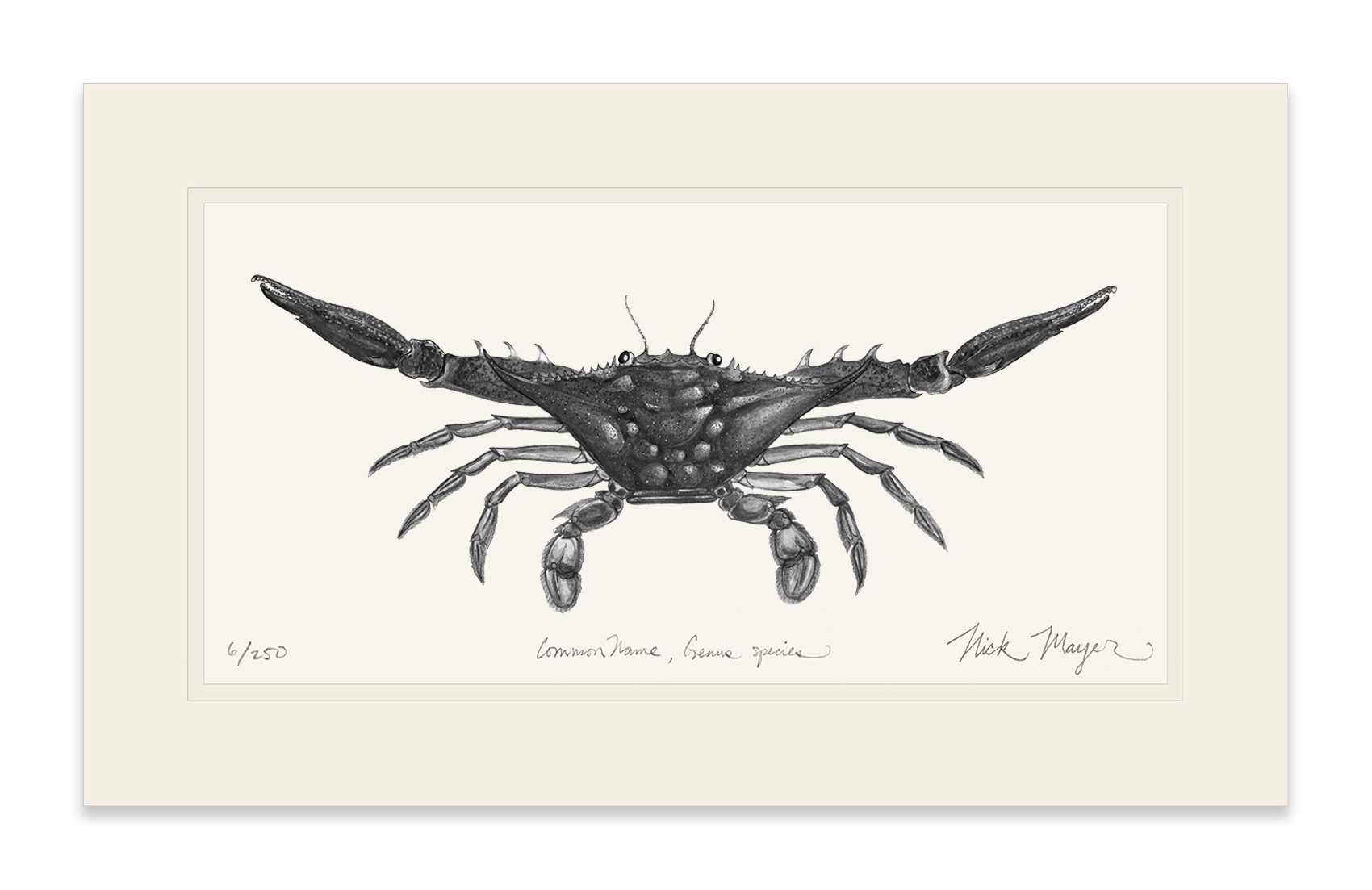 Blue Crab, Claws Out Limited Edition Print (B&W)