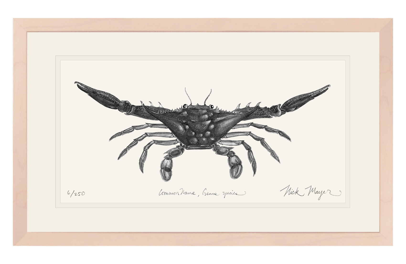 Blue Crab, Claws Out Limited Edition Print (B&W)