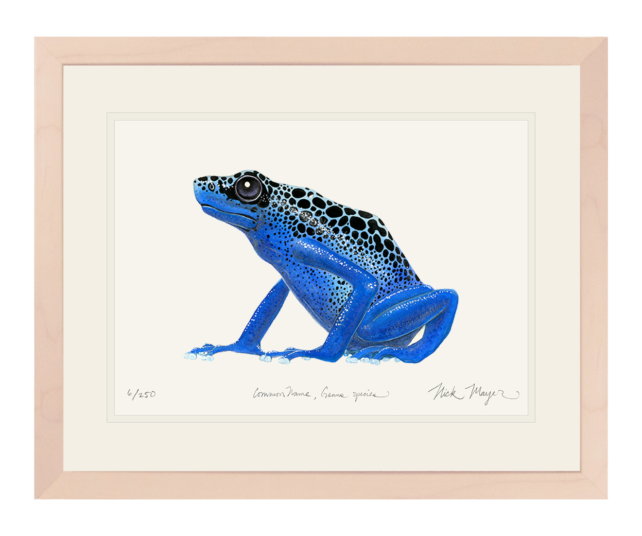 Blue Poison Dart Frog Limited Edition Print