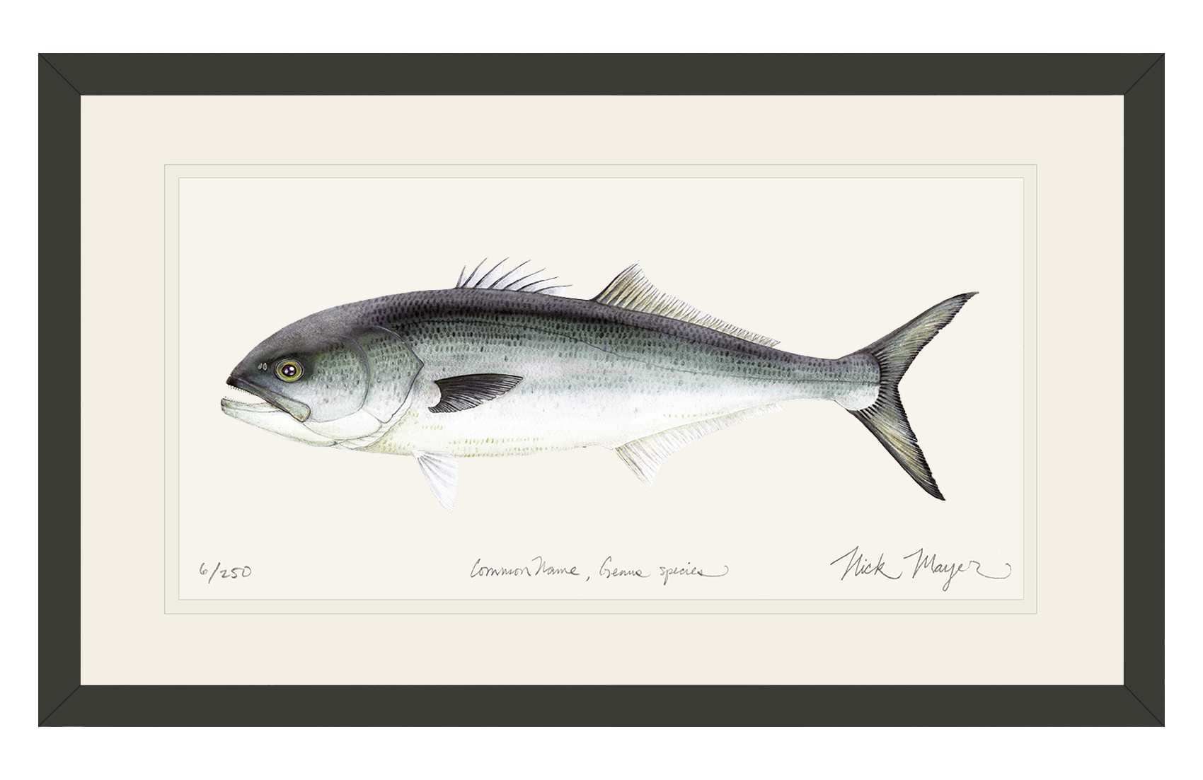 Bluefish Limited Edition Print