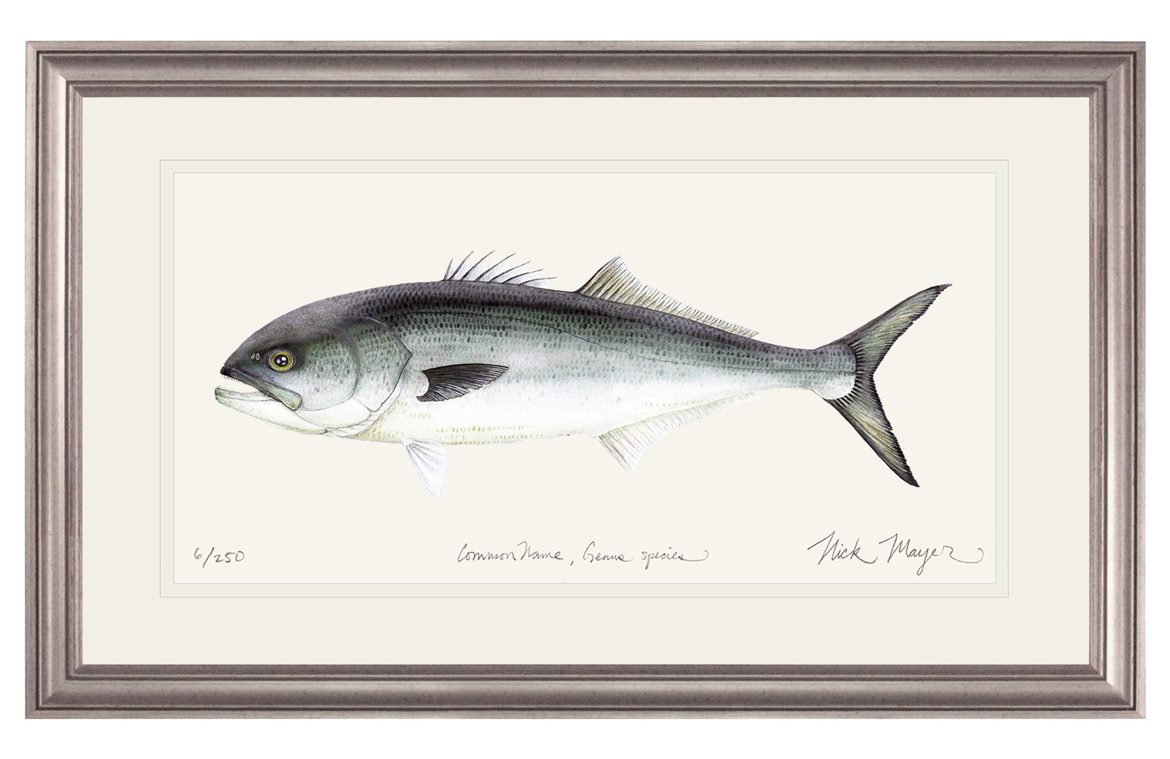 Bluefish Limited Edition Print