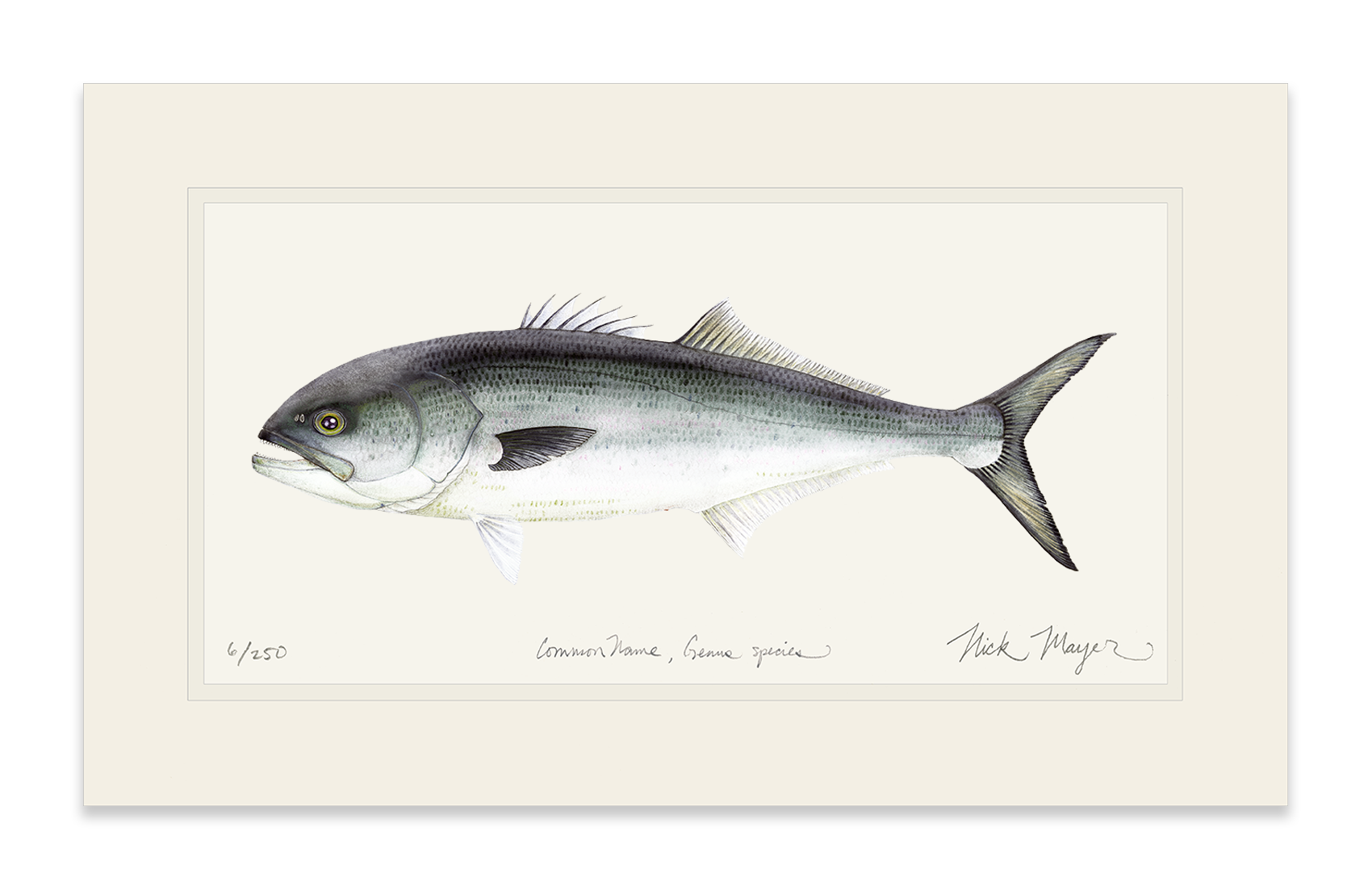 Bluefish Limited Edition Print
