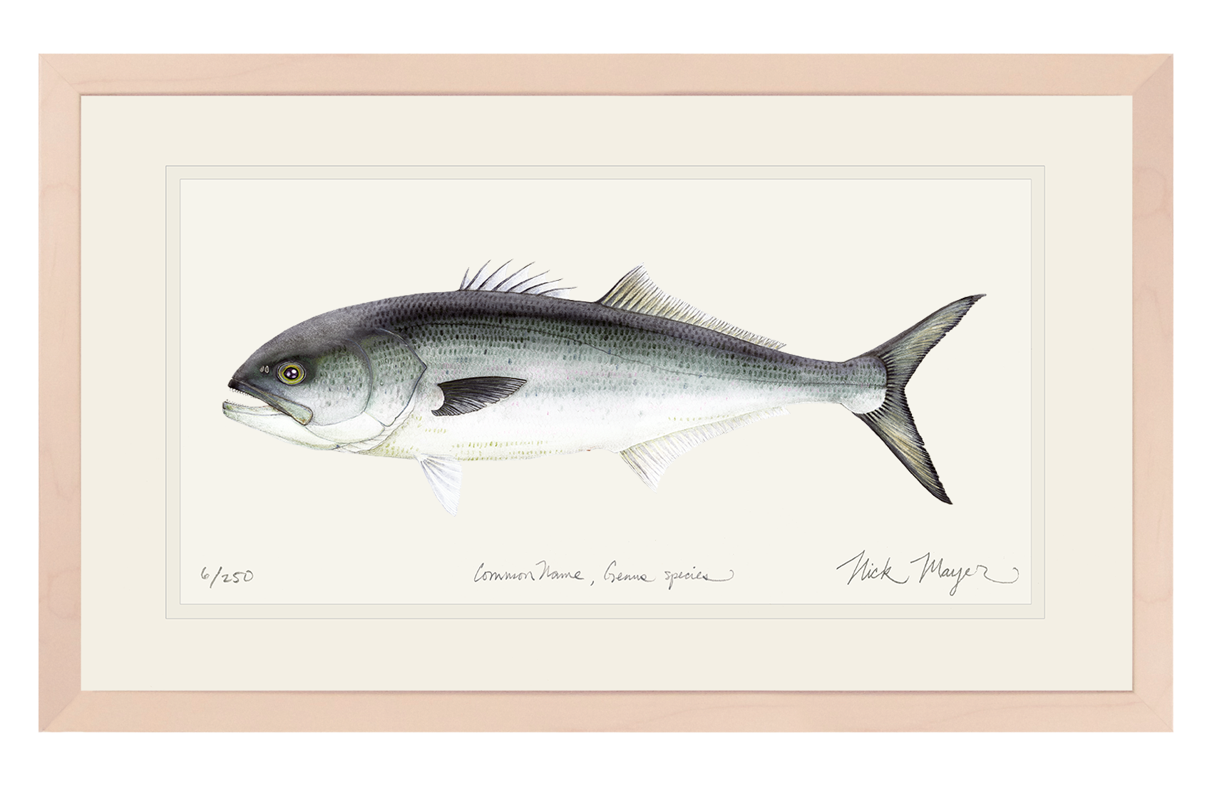 Bluefish Limited Edition Print