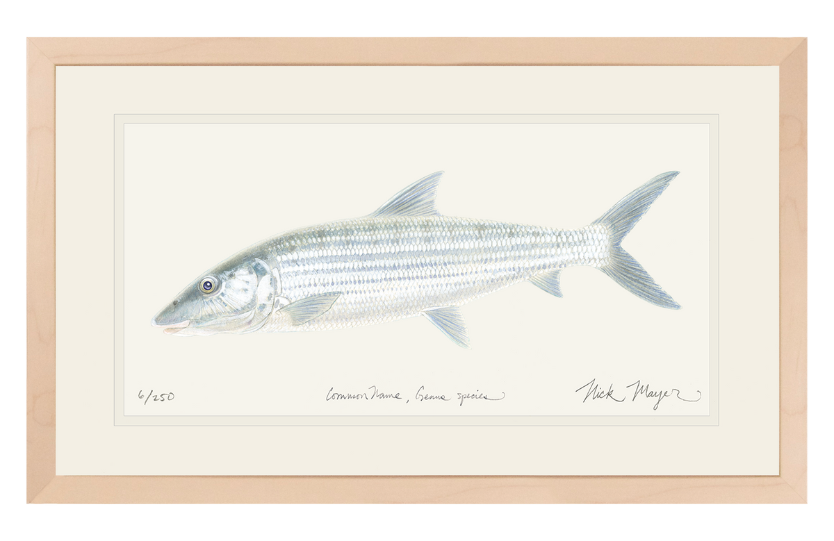 Bonefish Original Watercolor Painting