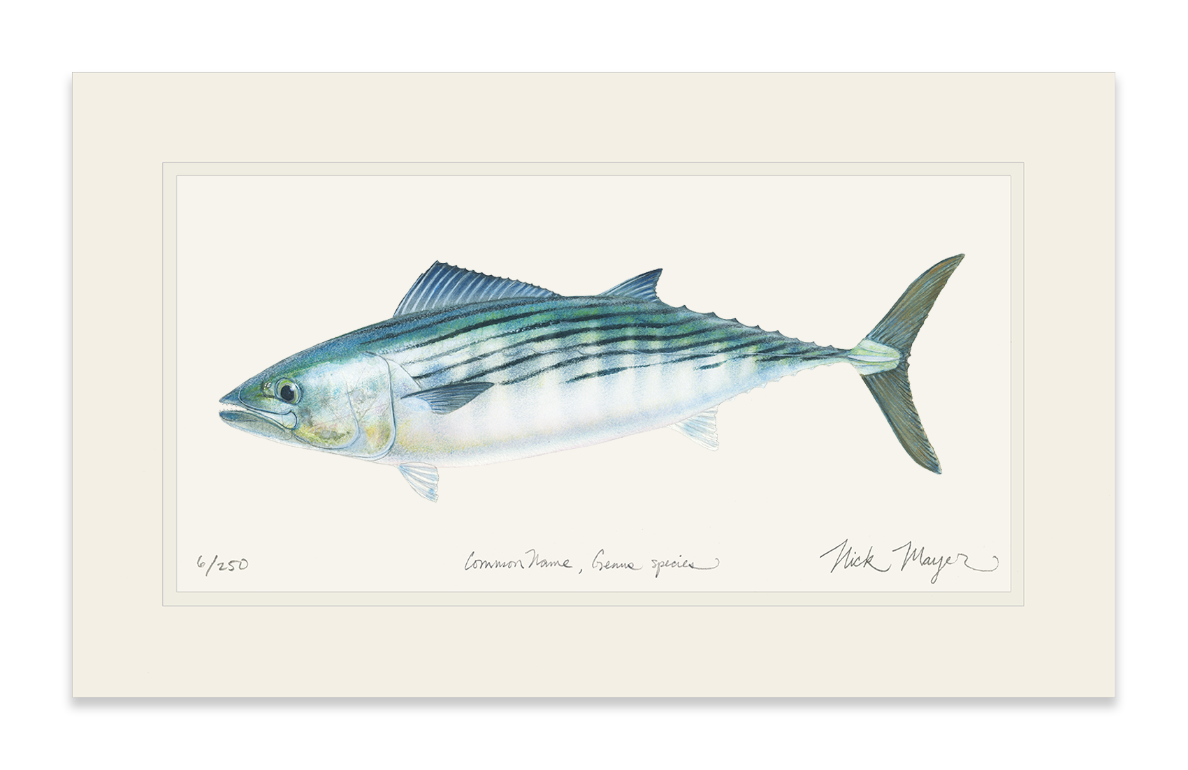 Bonito Limited Edition Print