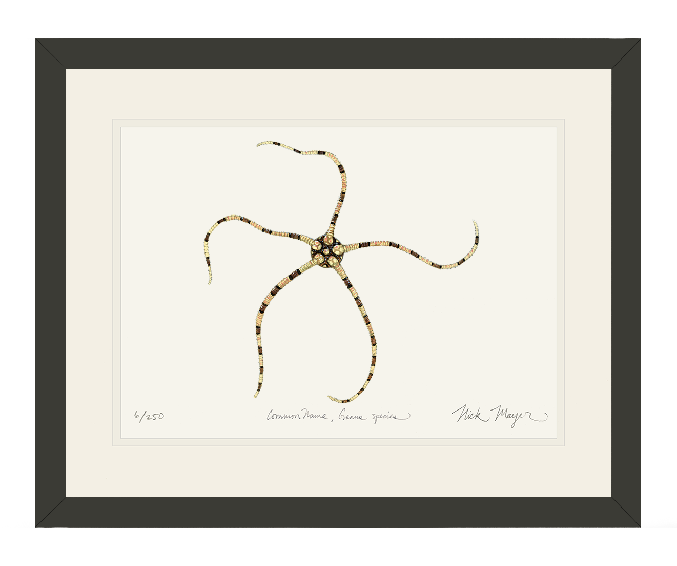 Brittle Star Limited Edition Print