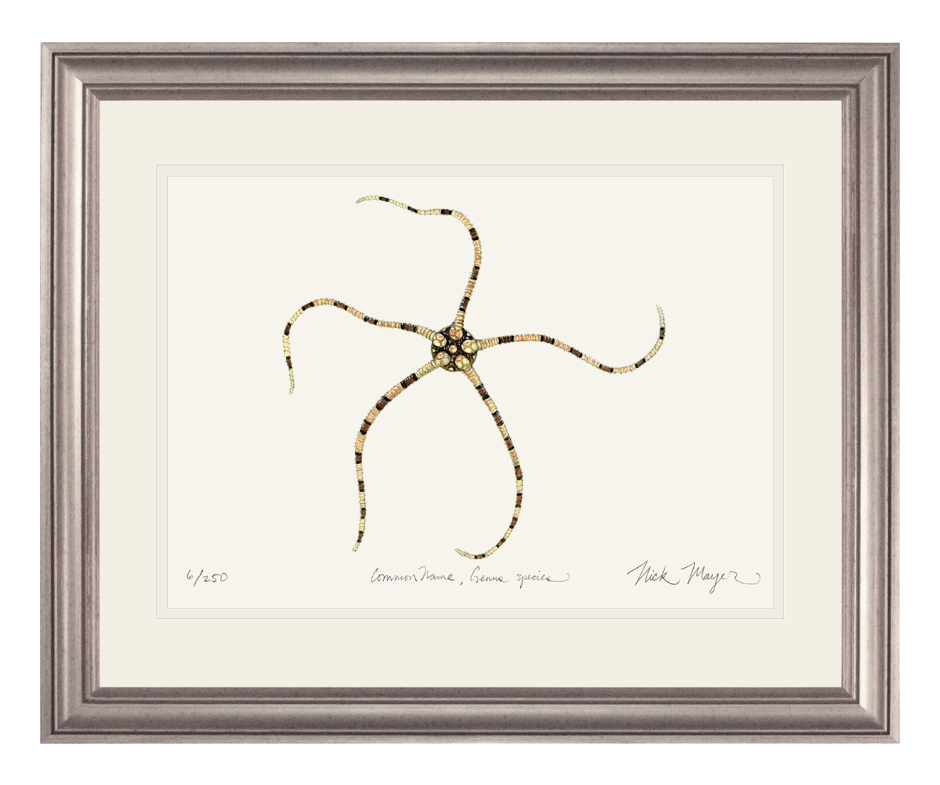 Brittle Star Limited Edition Print