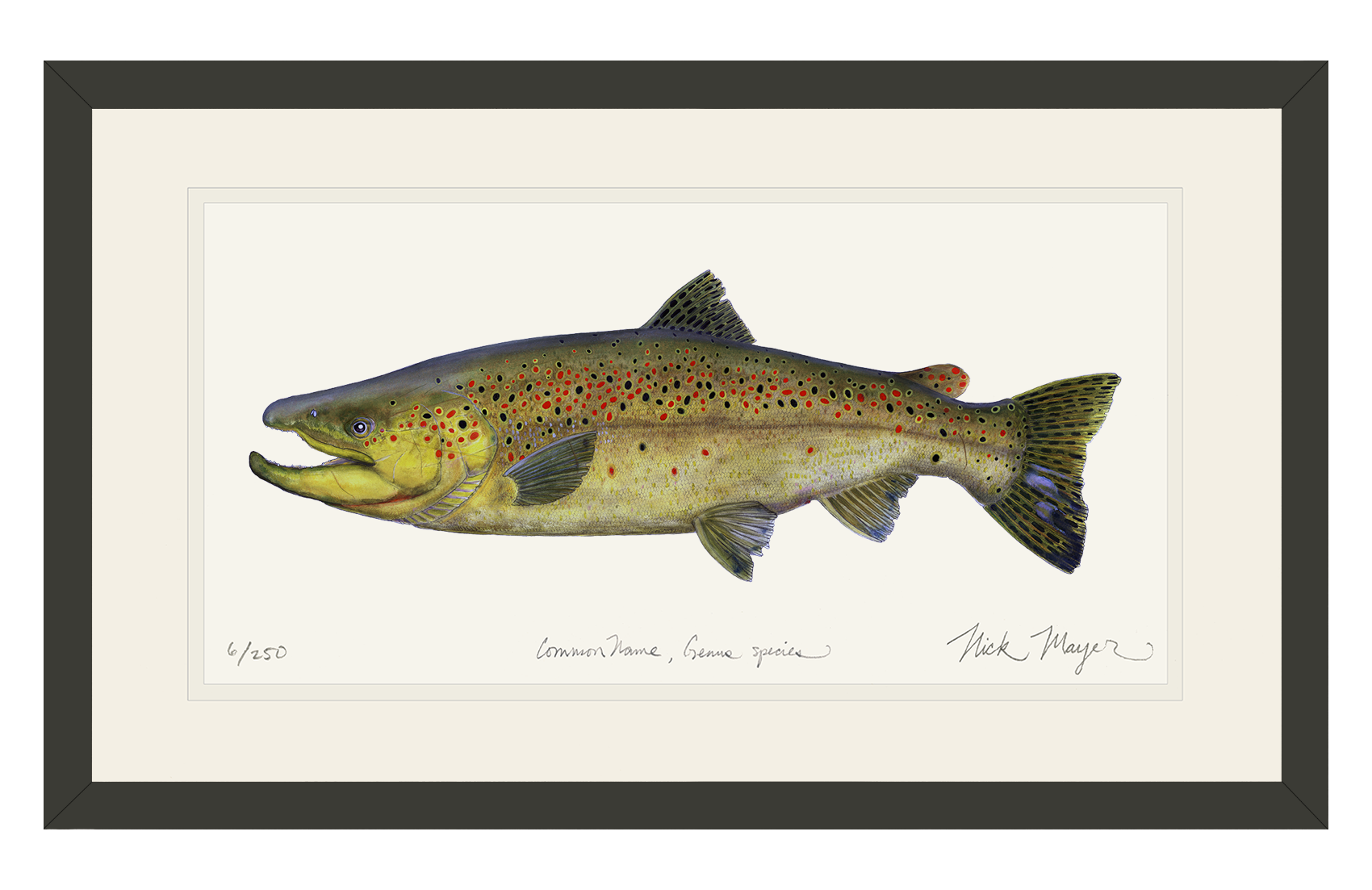Brown Trout 1 Limited Edition Print