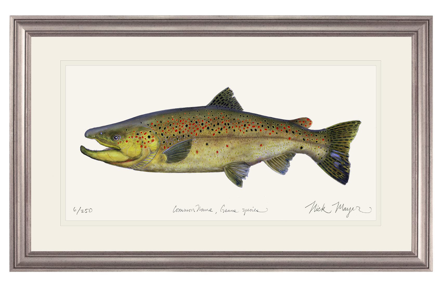 Brown Trout 1 Limited Edition Print