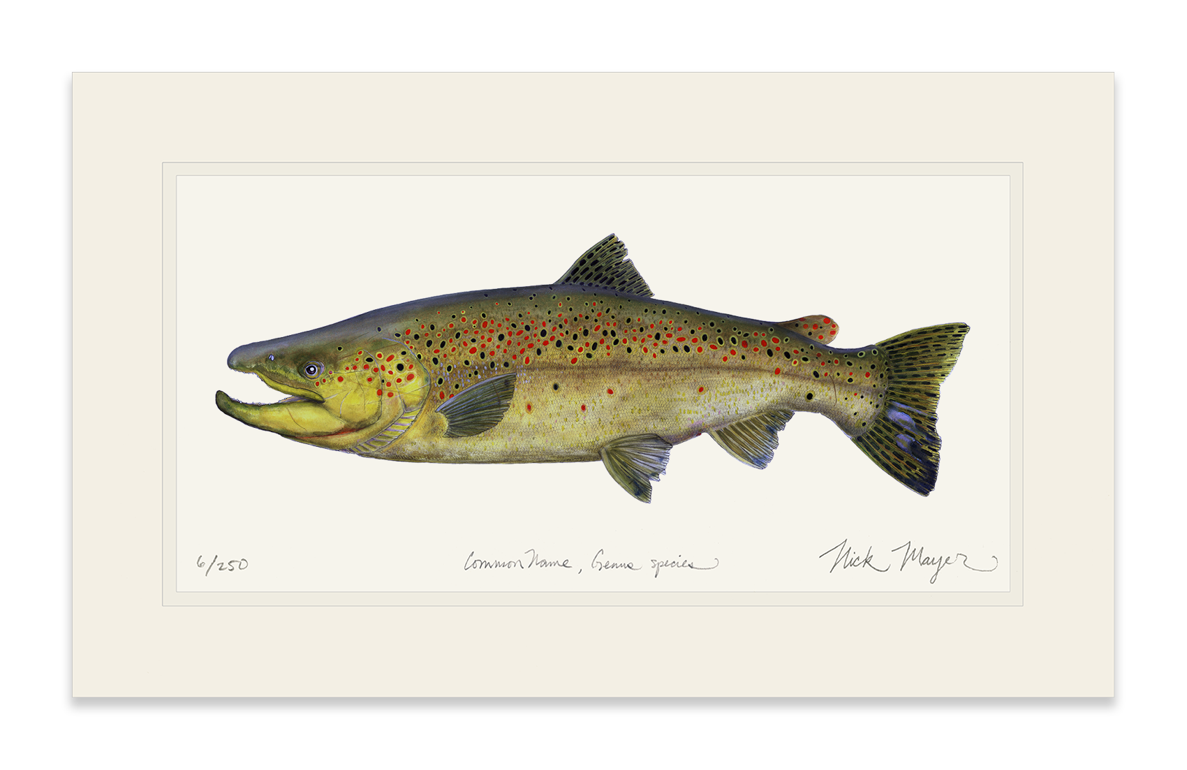 Brown Trout 1 Limited Edition Print