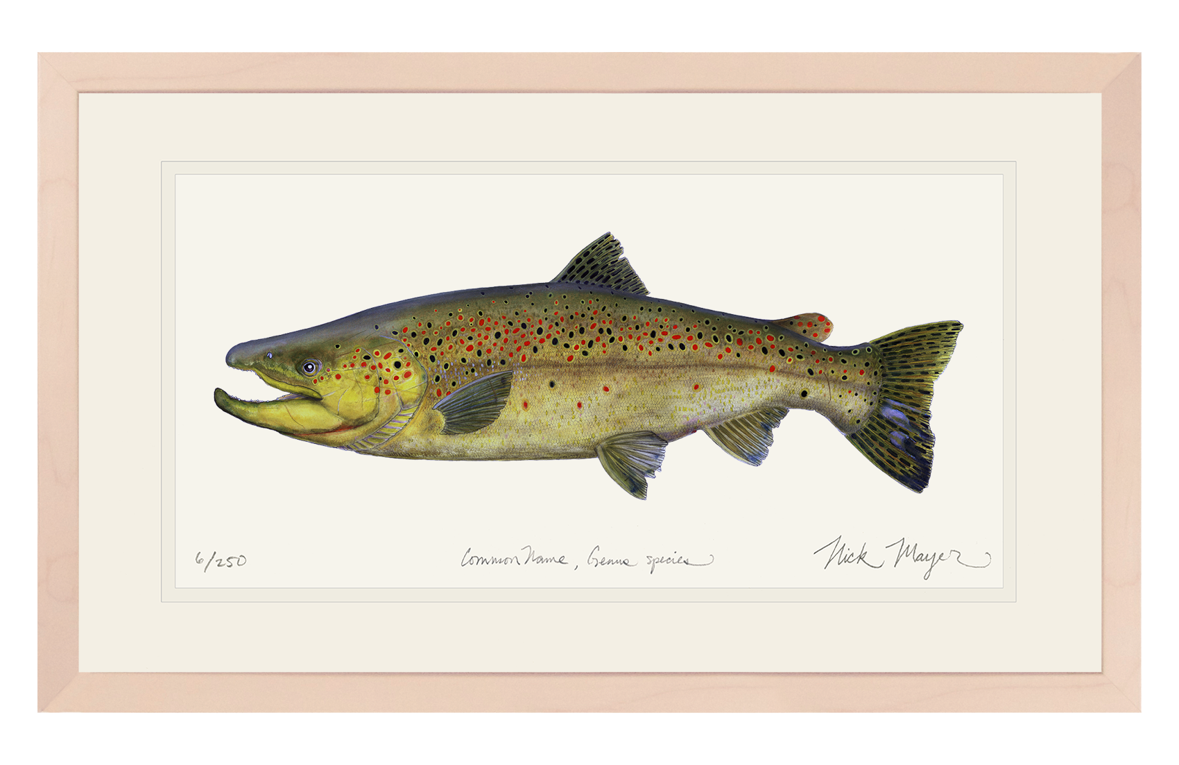 Brown Trout 1 Limited Edition Print