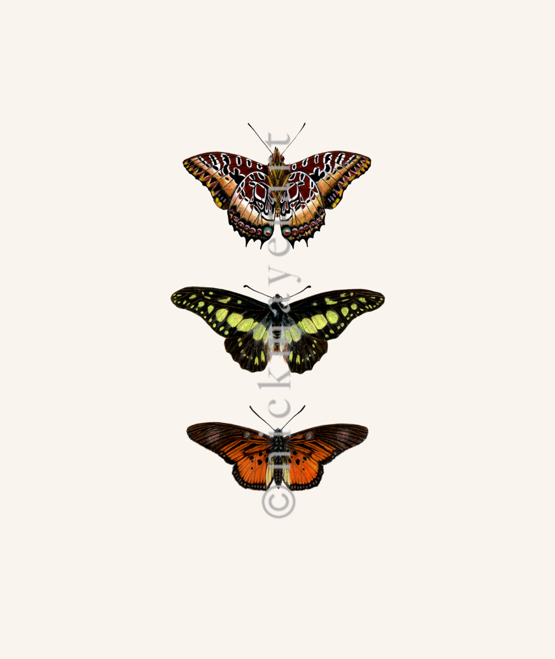 Butterfly Trio Print