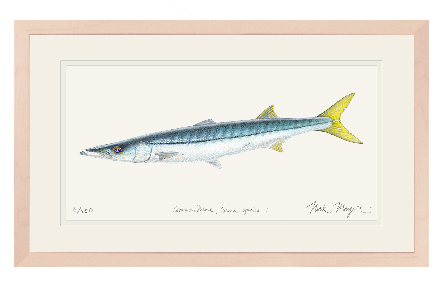 California Barracuda Limited Edition Print