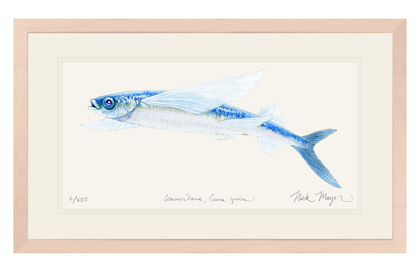 California Flying Fish Limited Edition Print