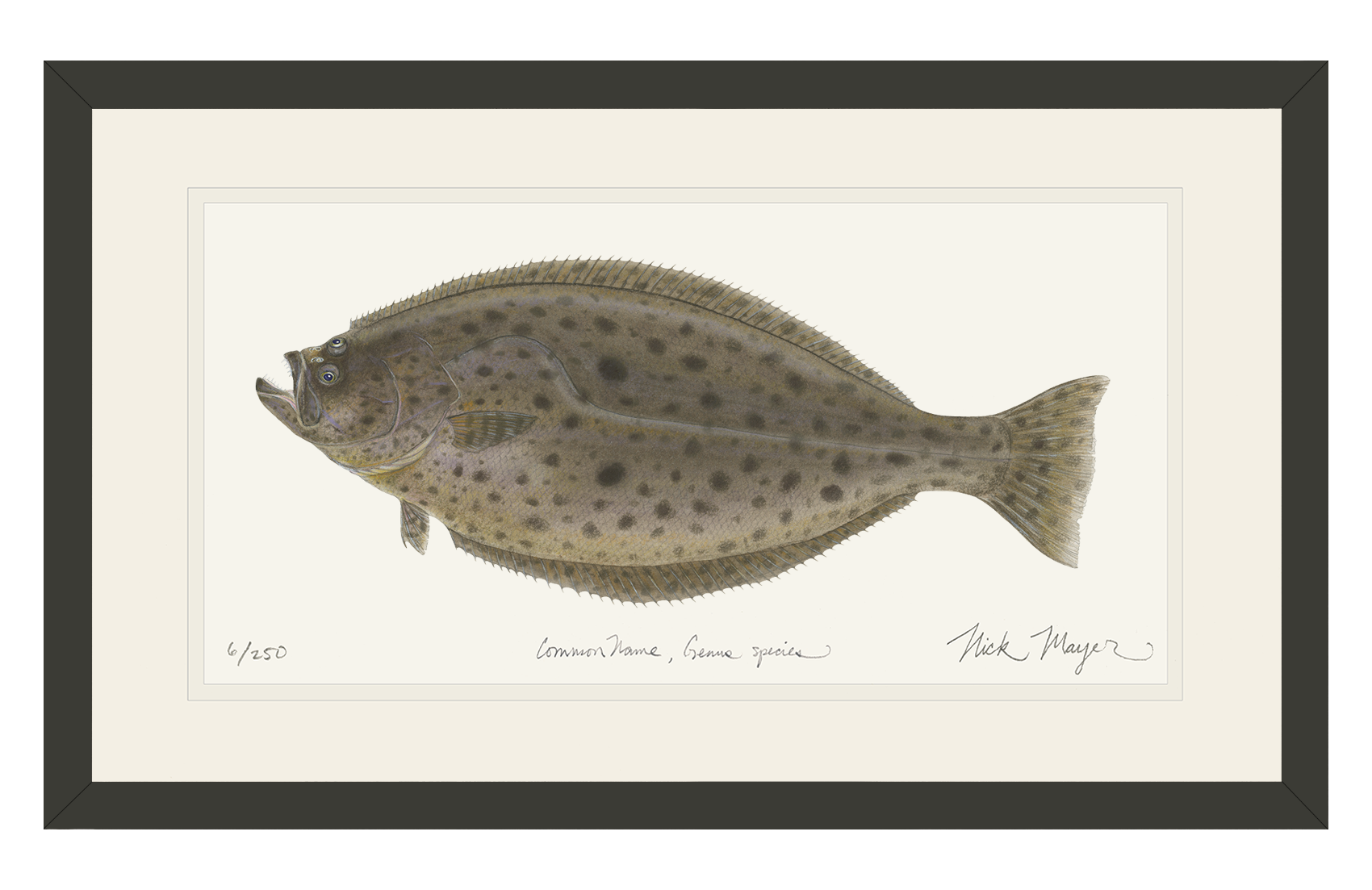 California Halibut Limited Edition Print
