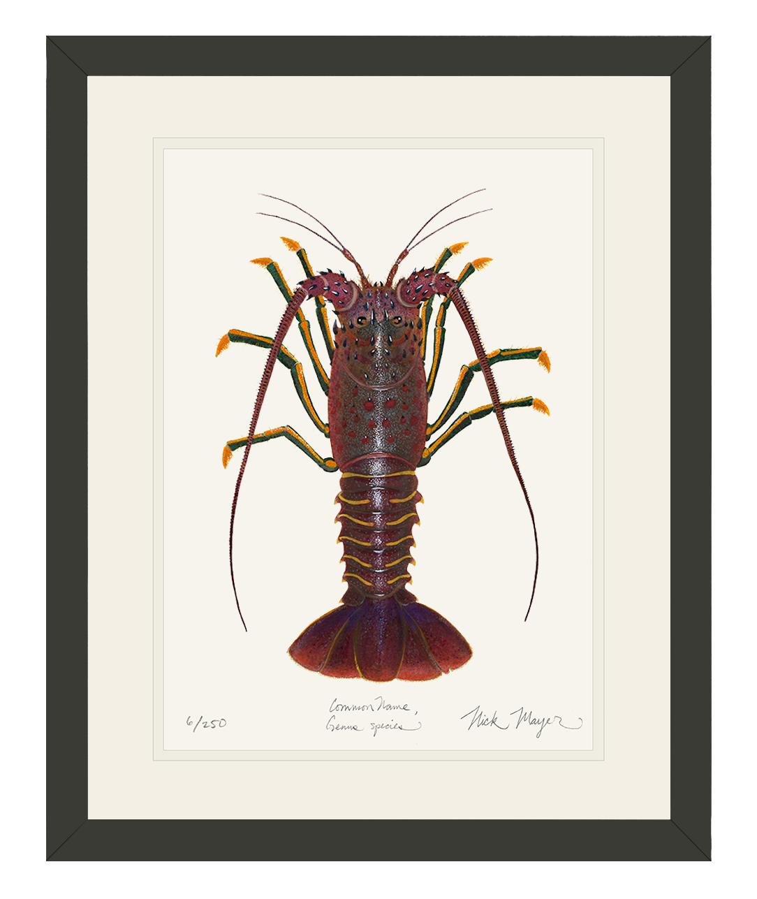 Spiny Lobster I Limited Edition Print