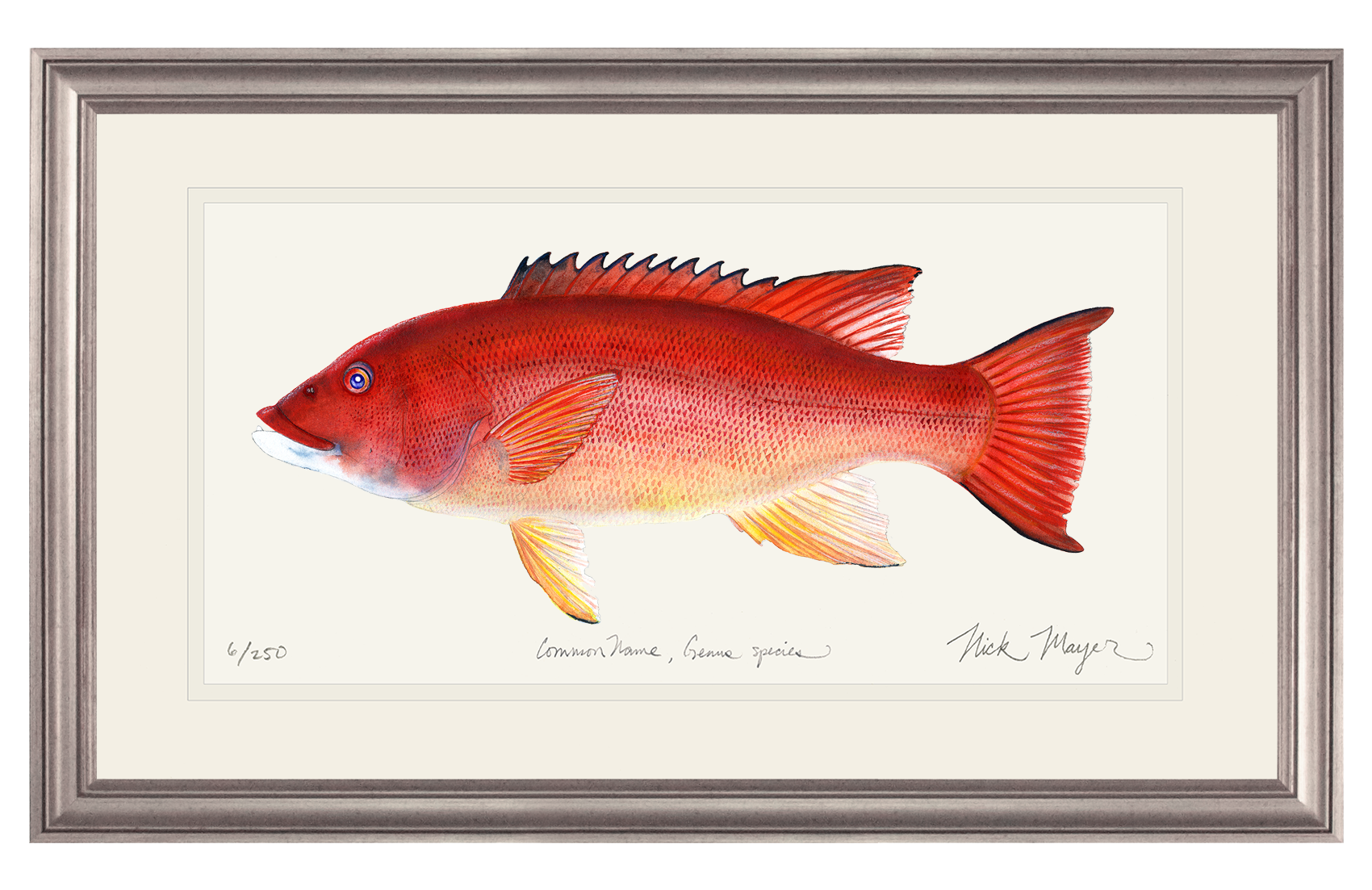 Female California Sheephead Limited Edition Print