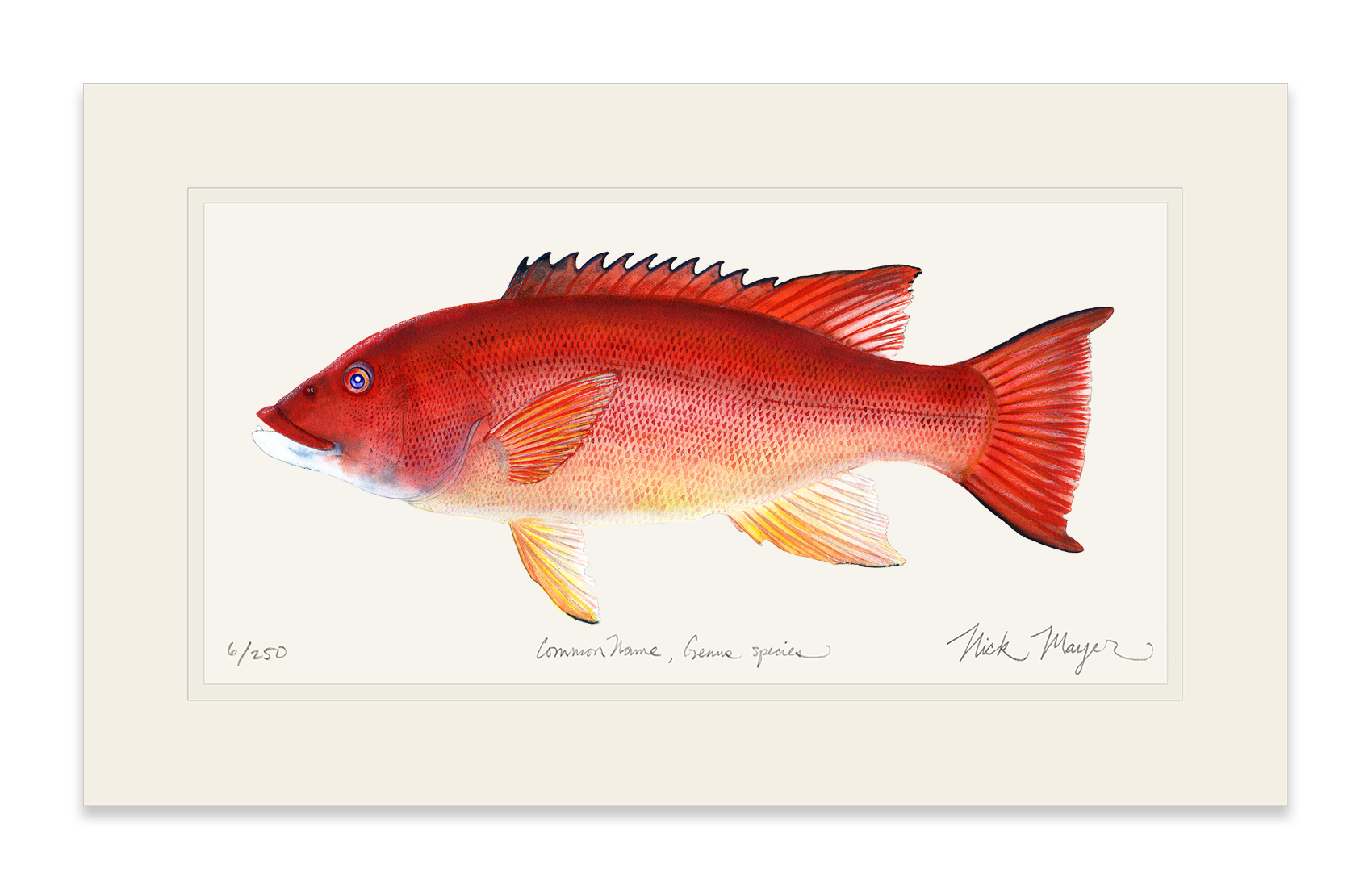 Female California Sheephead Limited Edition Print