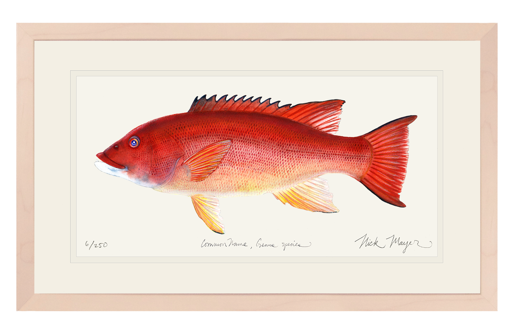 Female California Sheephead Limited Edition Print