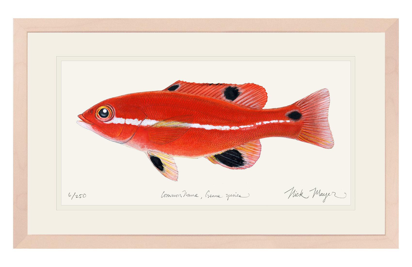 Juvenile California Sheephead Limited Edition Print