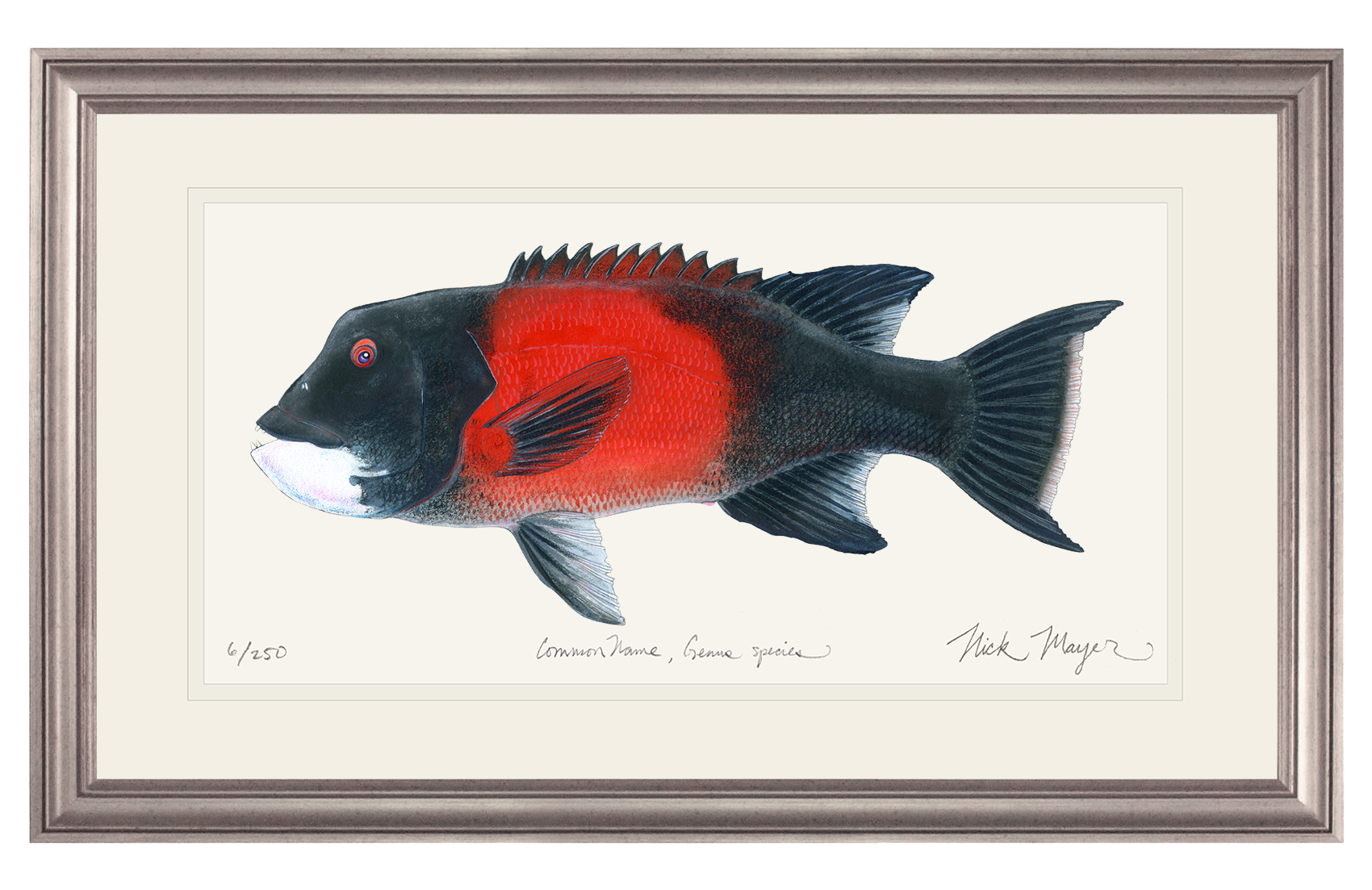 Bull California Sheephead I Limited Edition Print