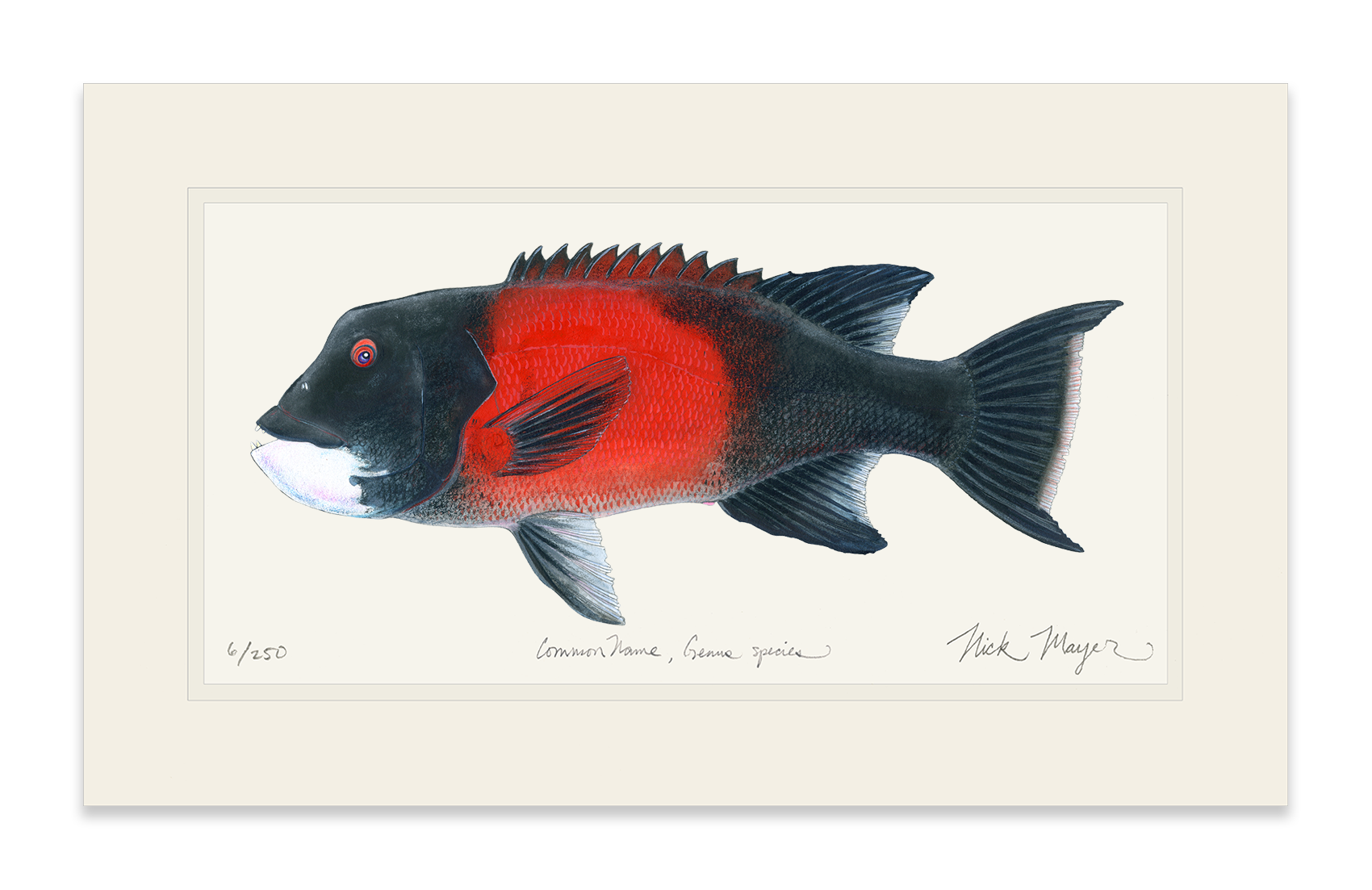 Bull California Sheephead I Limited Edition Print