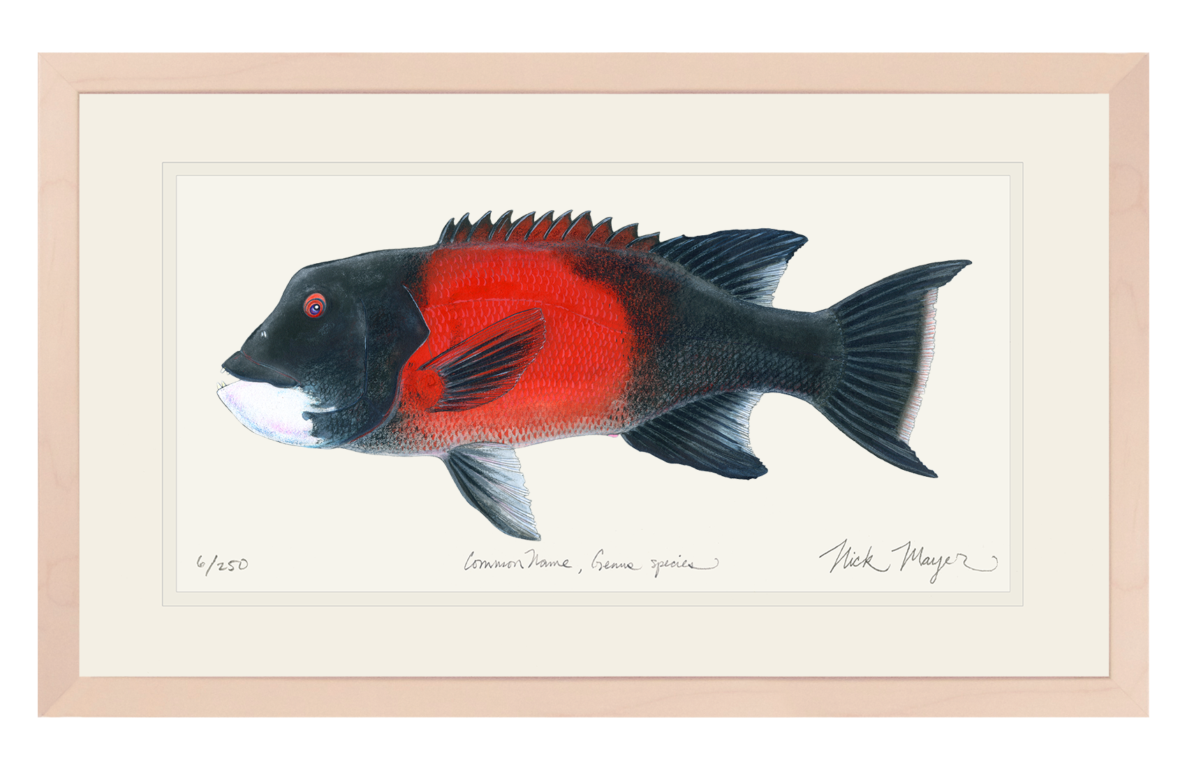 Bull California Sheephead I Limited Edition Print