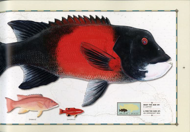 Catalina Island Dive Buddies Book, Signed by Nick Mayer - Out of Print | Limited Supply