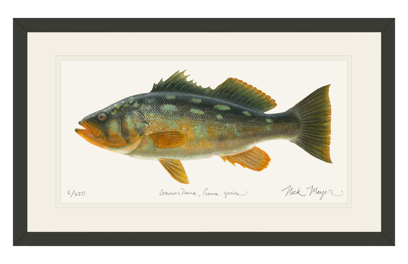 Bull Calico Bass III Print
