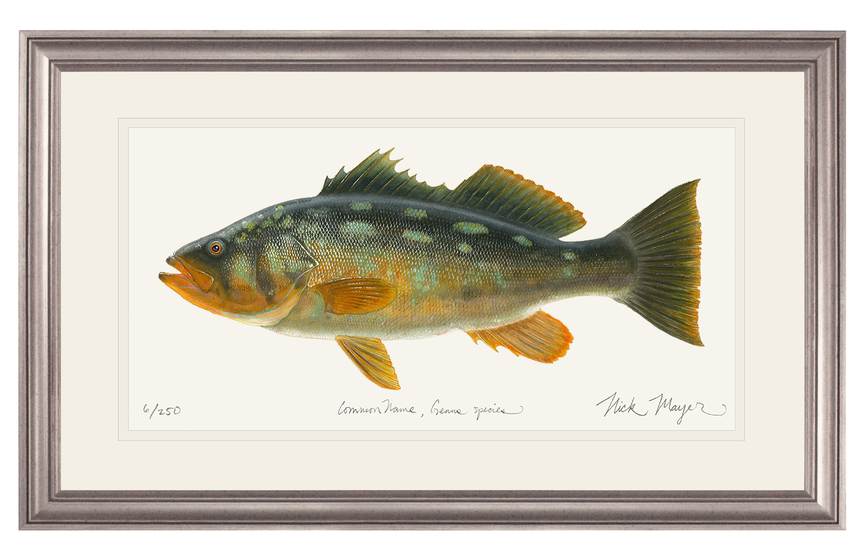 Bull Calico Bass III Print