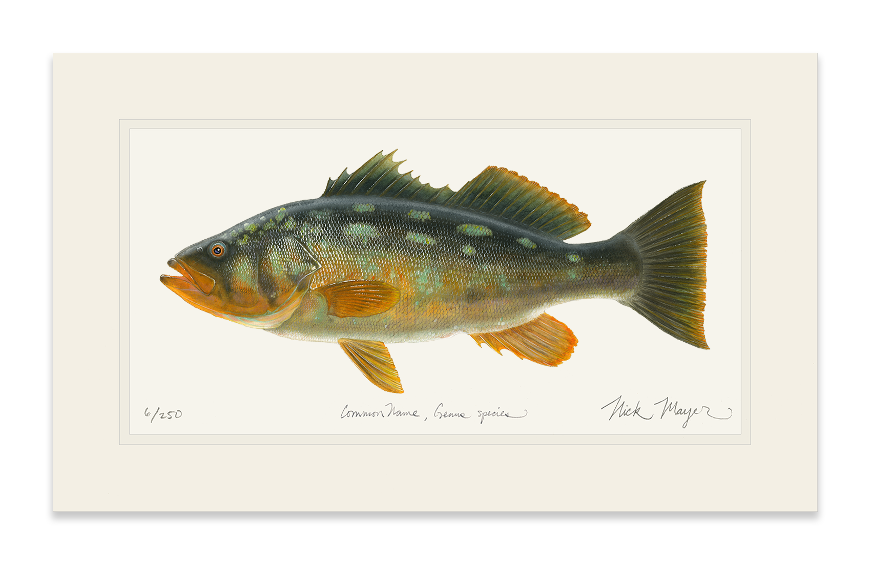 Bull Calico Bass III Print