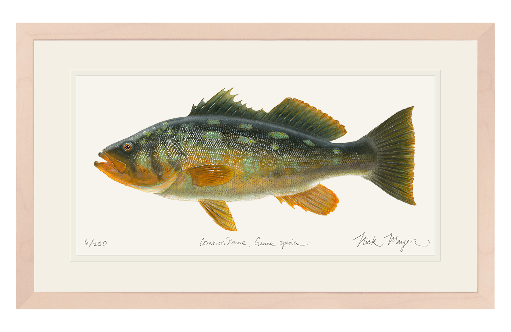 Bull Calico Bass III Print
