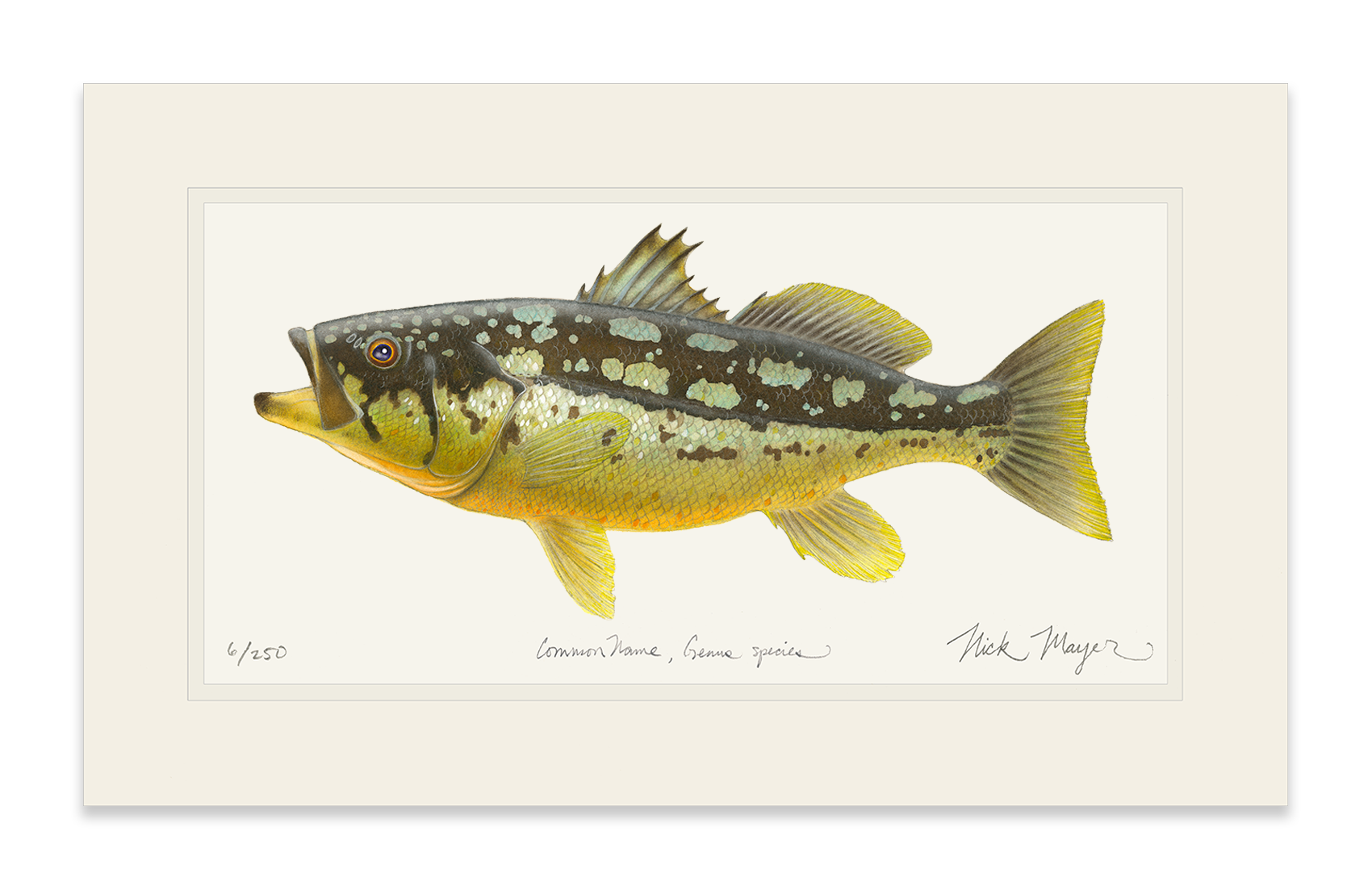 Calico Bass II Limited Edition Print