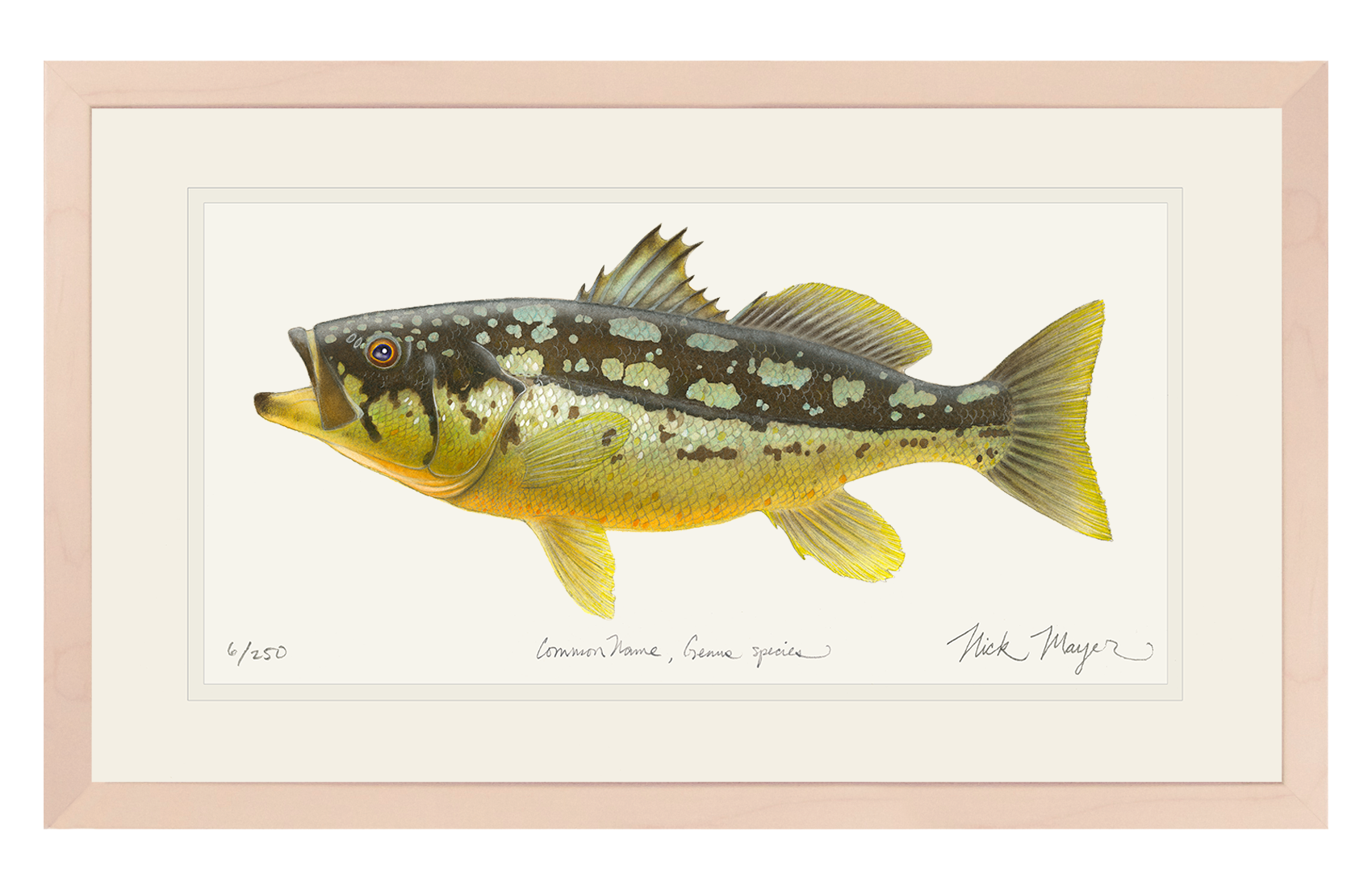 Calico Bass II Limited Edition Print