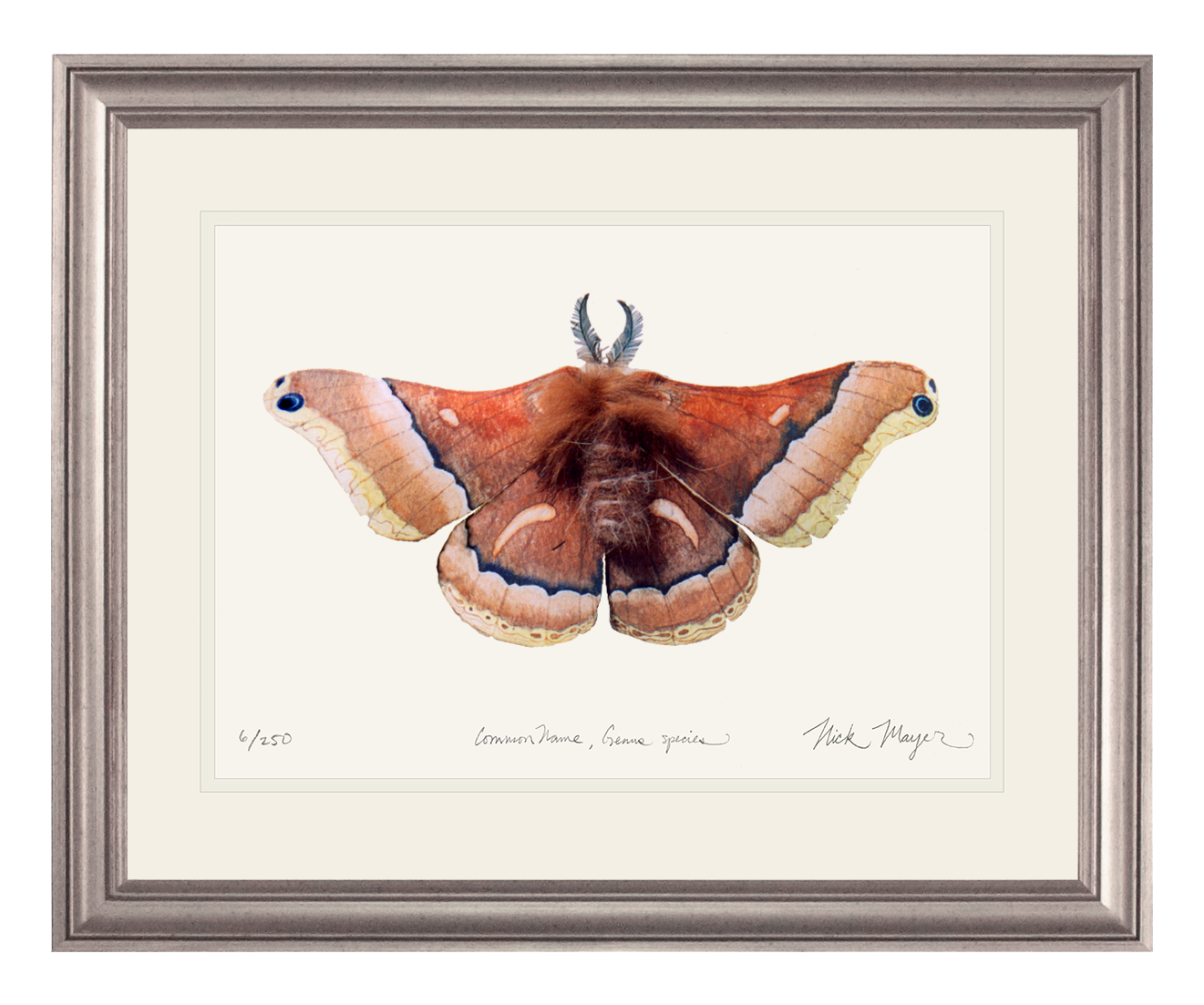 Cecropia Moth Print
