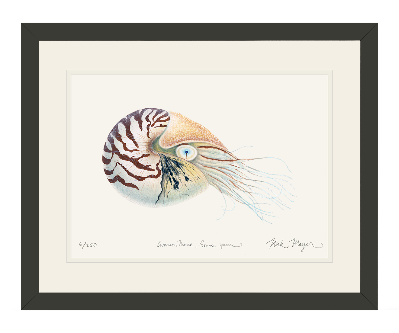 Chambered Nautilus Limited Edition Print