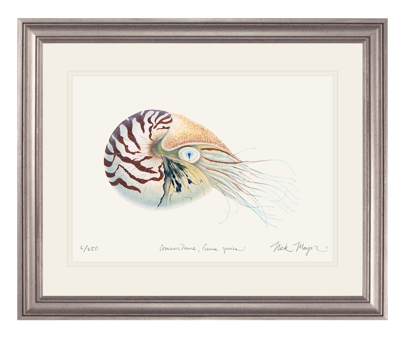 Chambered Nautilus Limited Edition Print