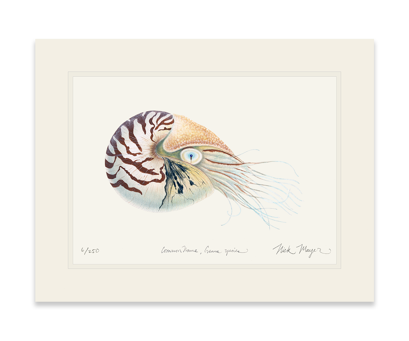 Chambered Nautilus Limited Edition Print