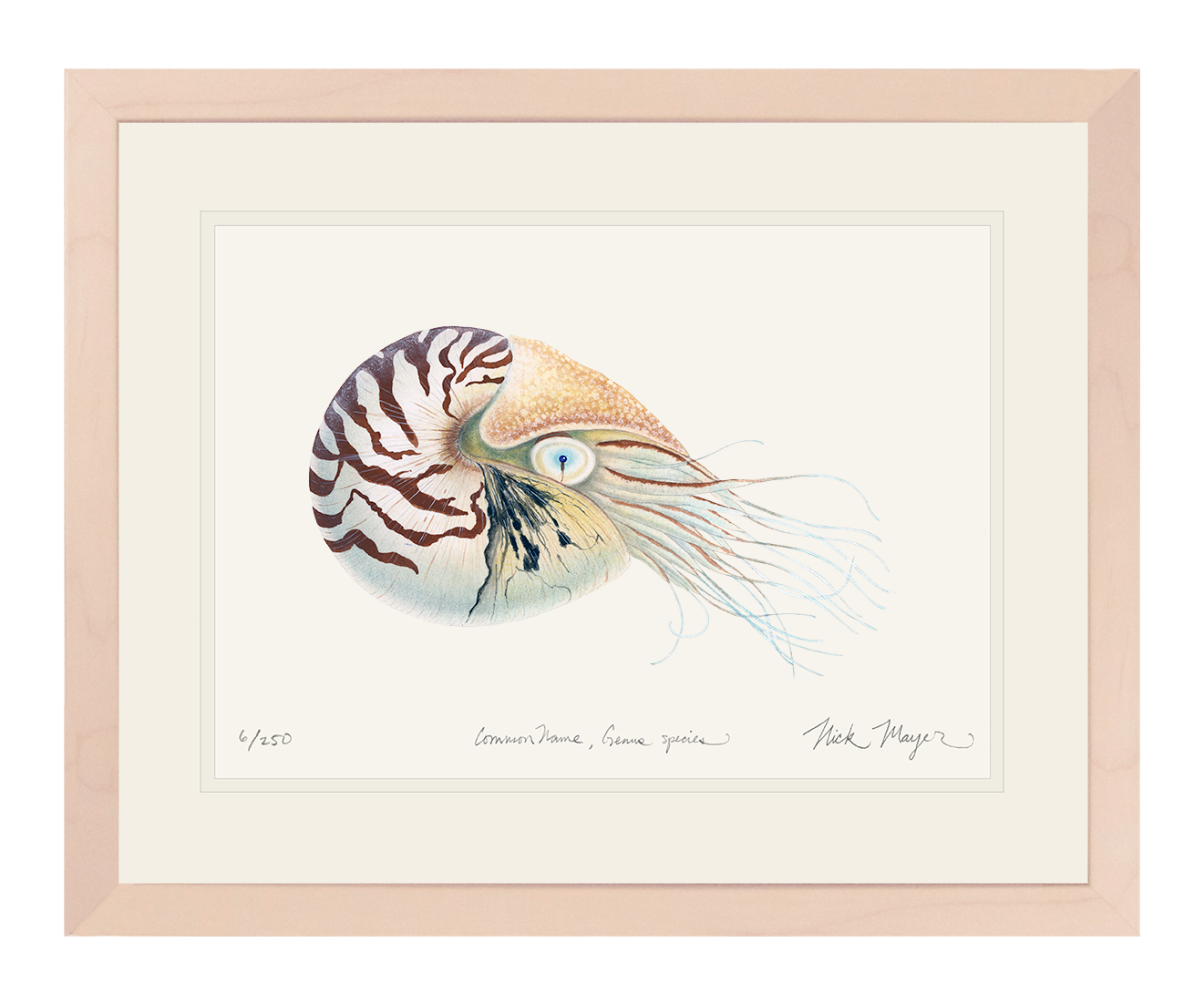 Chambered Nautilus Limited Edition Print