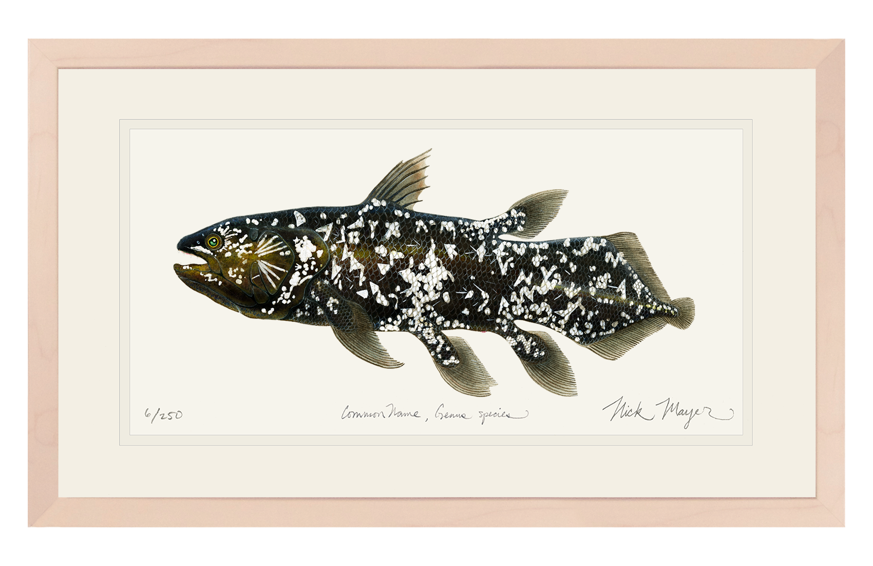 Coelacanth Print