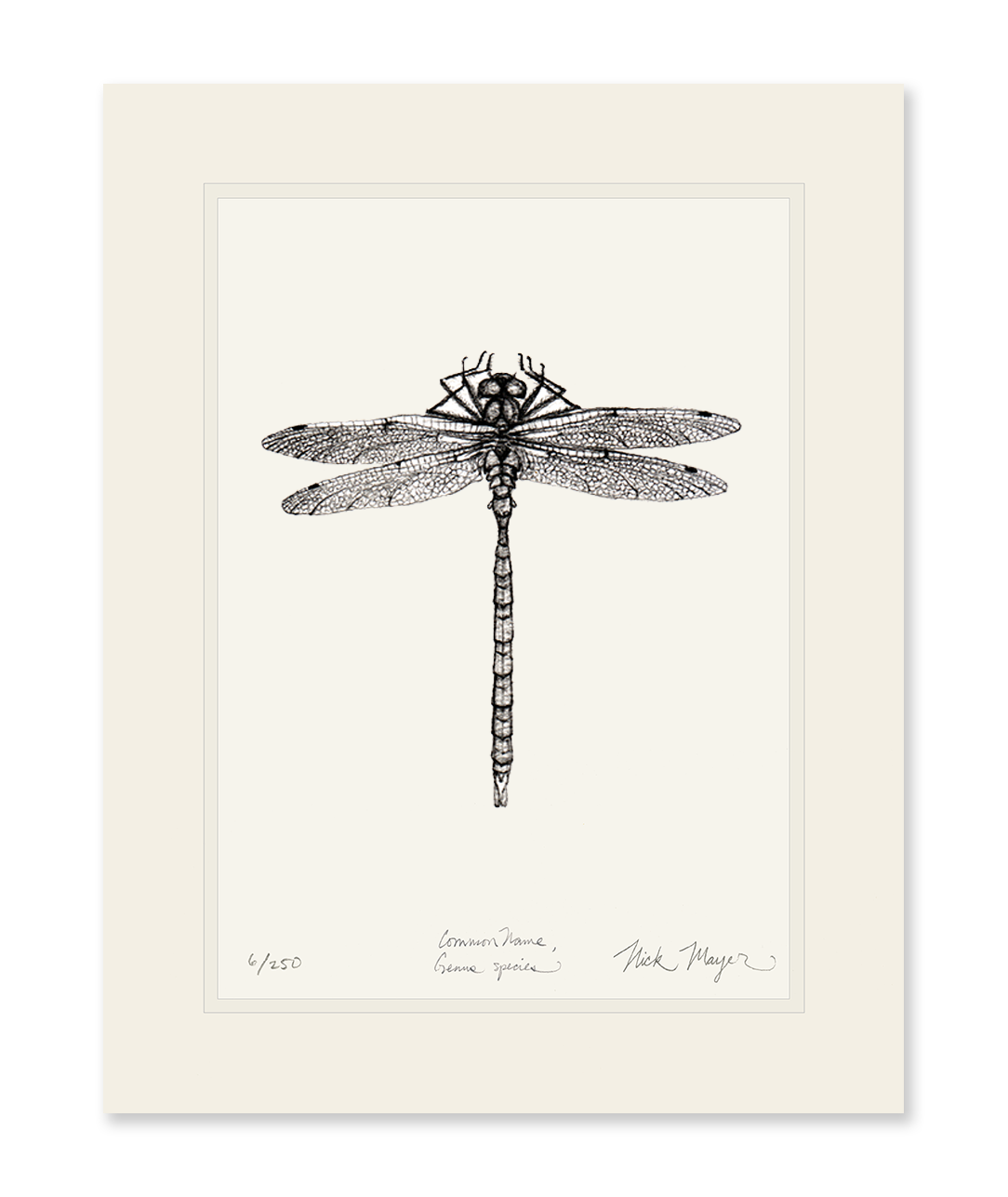 Dragonfly Print