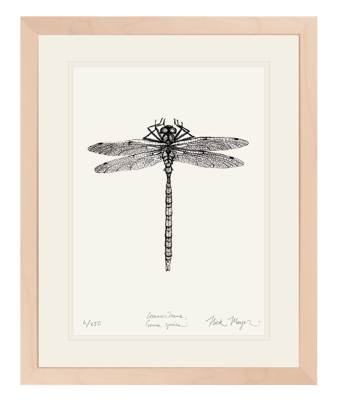 Dragonfly Print