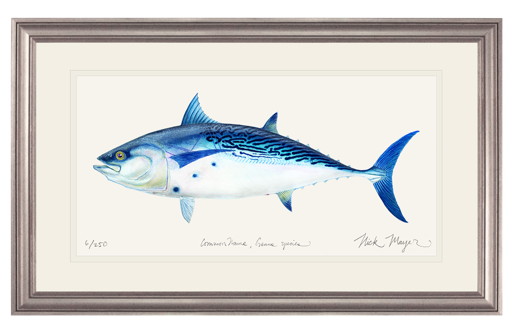 False Albacore II Limited Edition Print