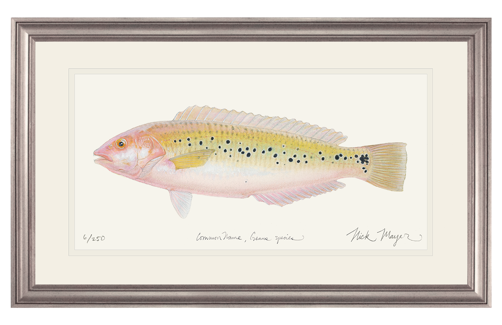Female Rock Wrasse Limited Edition Print