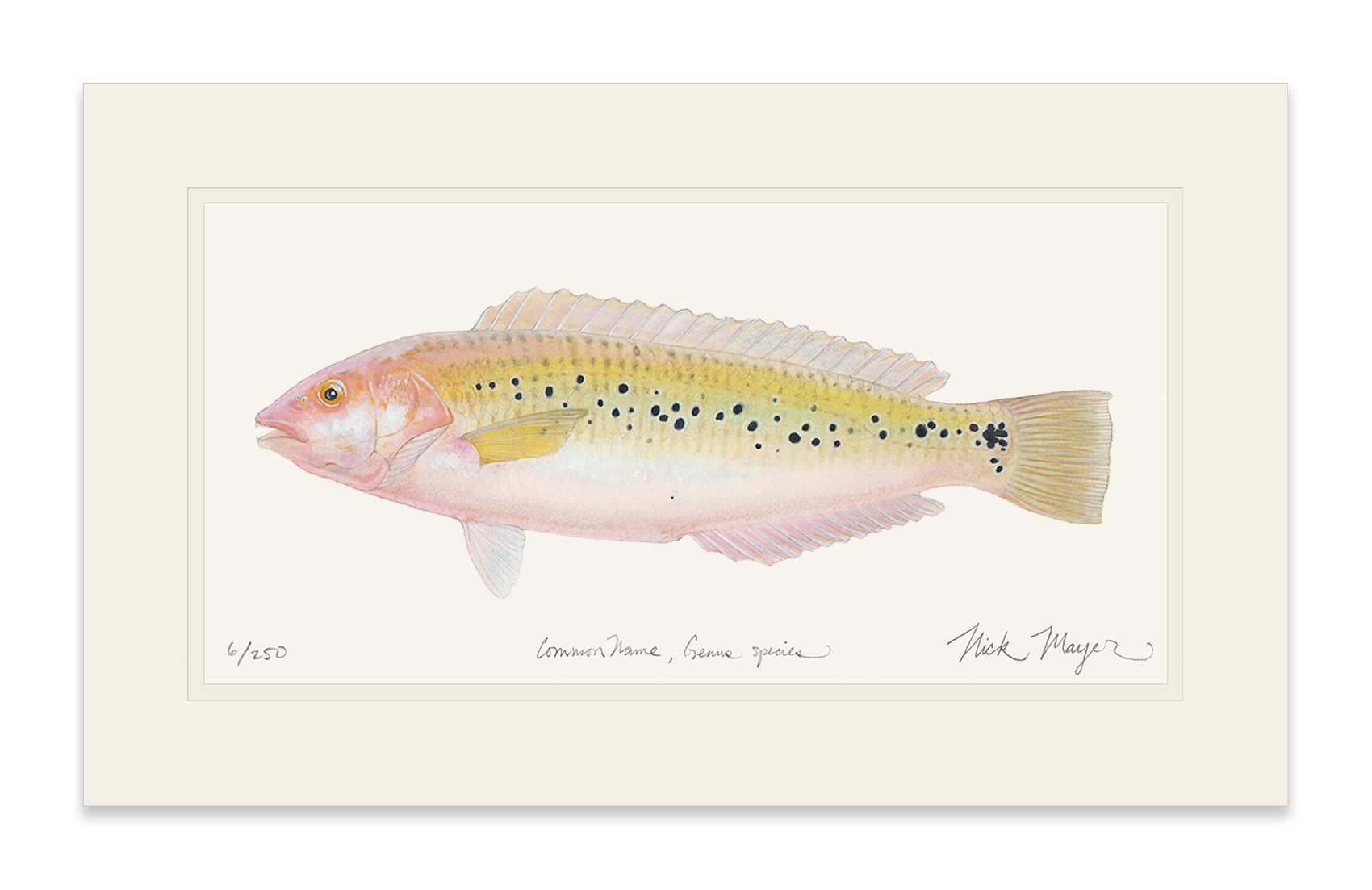 Female Rock Wrasse Limited Edition Print