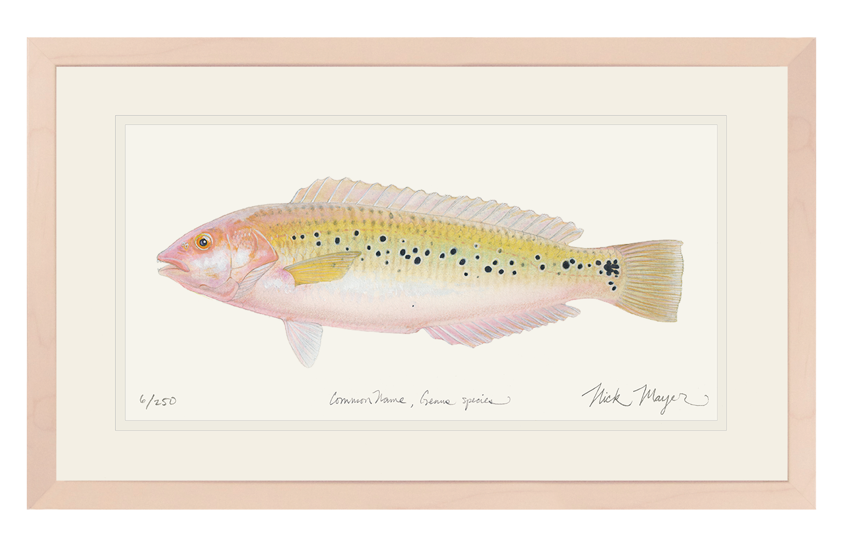 Female Rock Wrasse Limited Edition Print