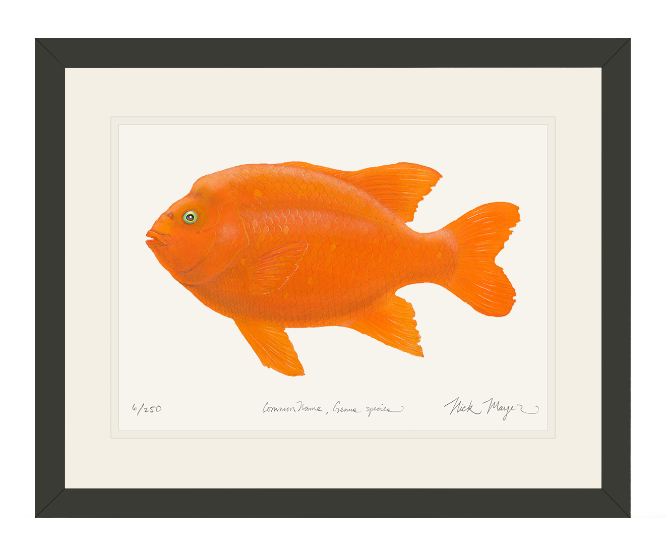 Garibaldi Fish Drawing