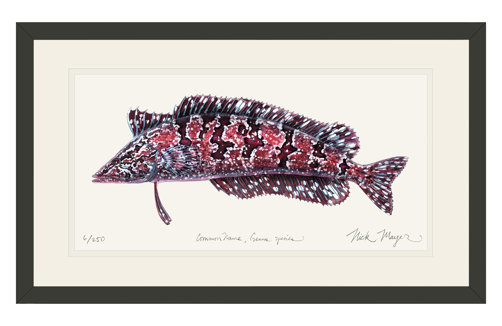 Giant Kelpfish Limited Edition Print